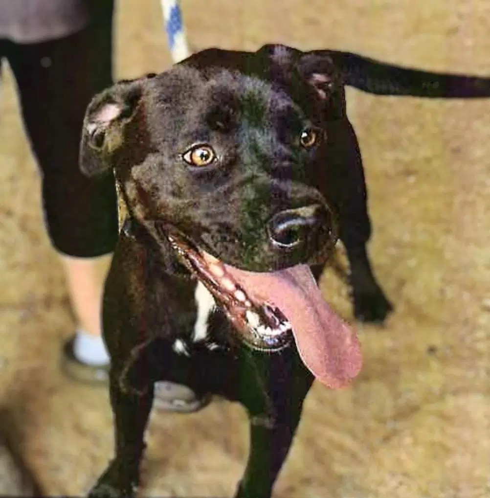 Yukon - American Staffordshire Terrier