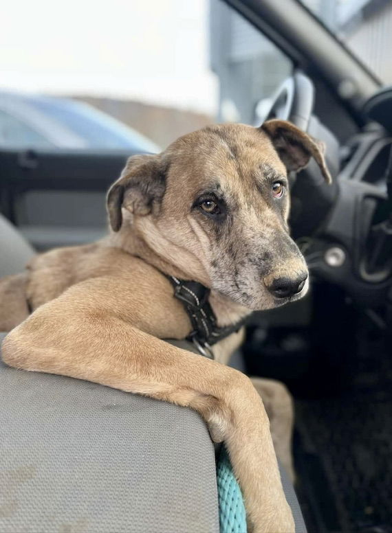 adoptable Dog in Georgetown, TN named Huckleberry