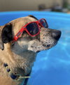 Huckleberry - Photo 3