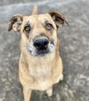 adoptable Dog in  named Huckleberry