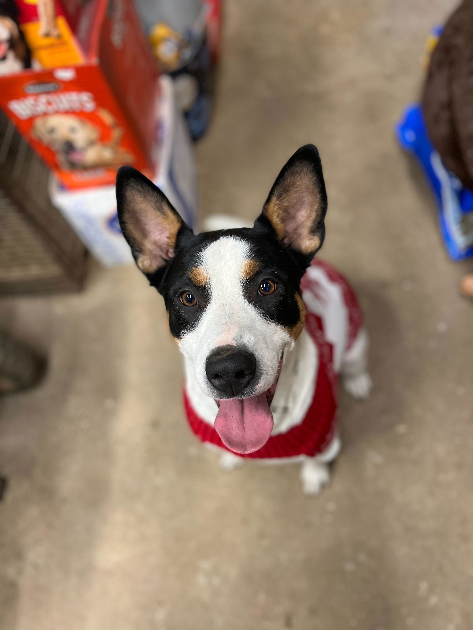 adoptable Dog in Georgetown, TN named Spade