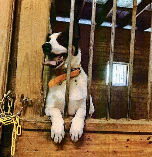 SPADE - Fox Terrier available for adoption