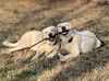 adoptable Dog in Knoxville, TN named Jack & Jill - NEED HOME ASAP!!!