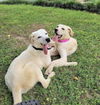 adoptable Dog in Knoxville, TN named Jill & Jack - NEED HELP ASAP!