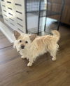 adoptable Dog in Knoxville, TN named Cash