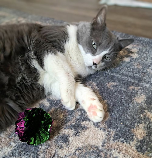 picture of the cat needing adoption