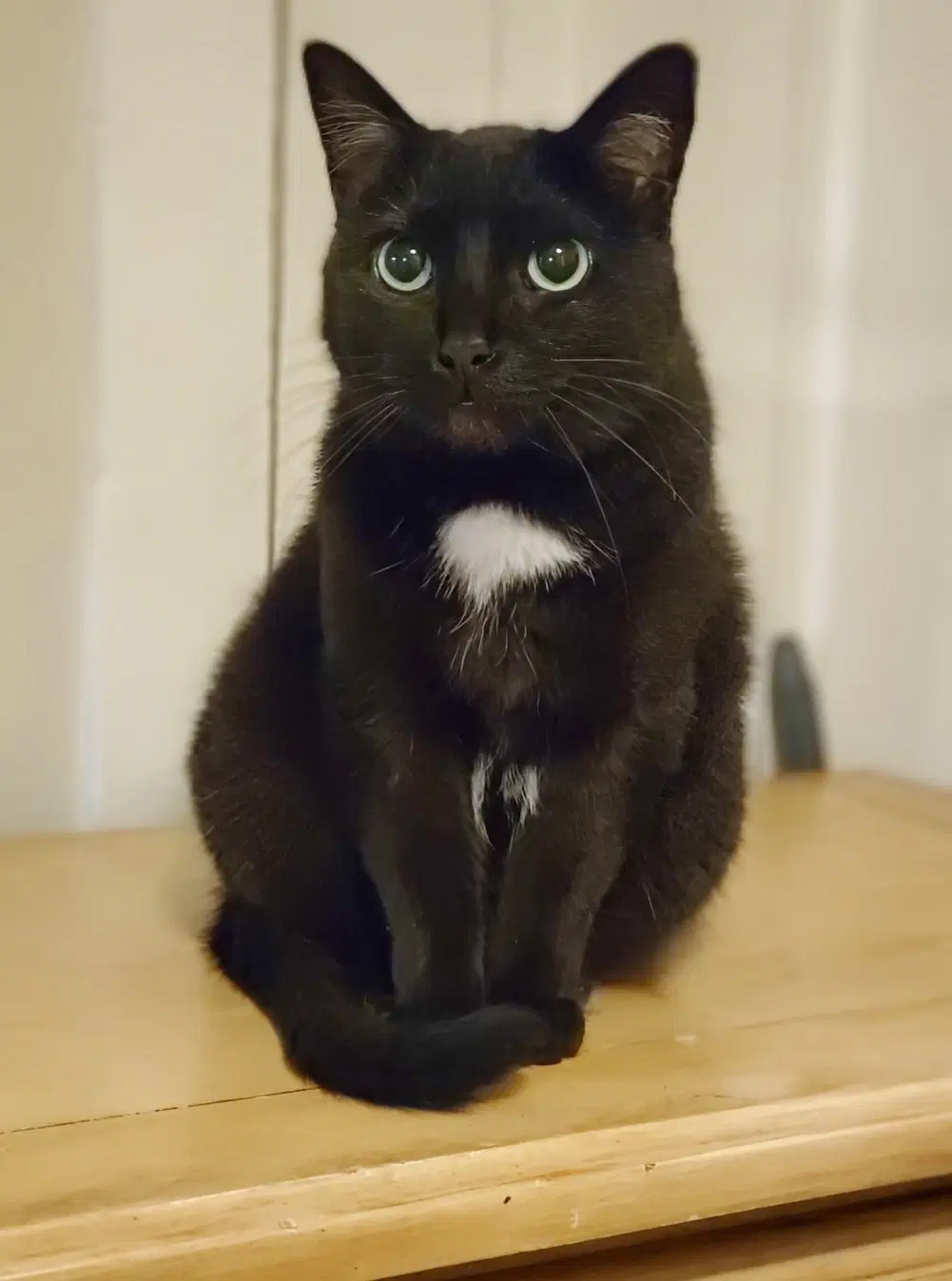 Bagheera - Urgent Needs Home - Bombay