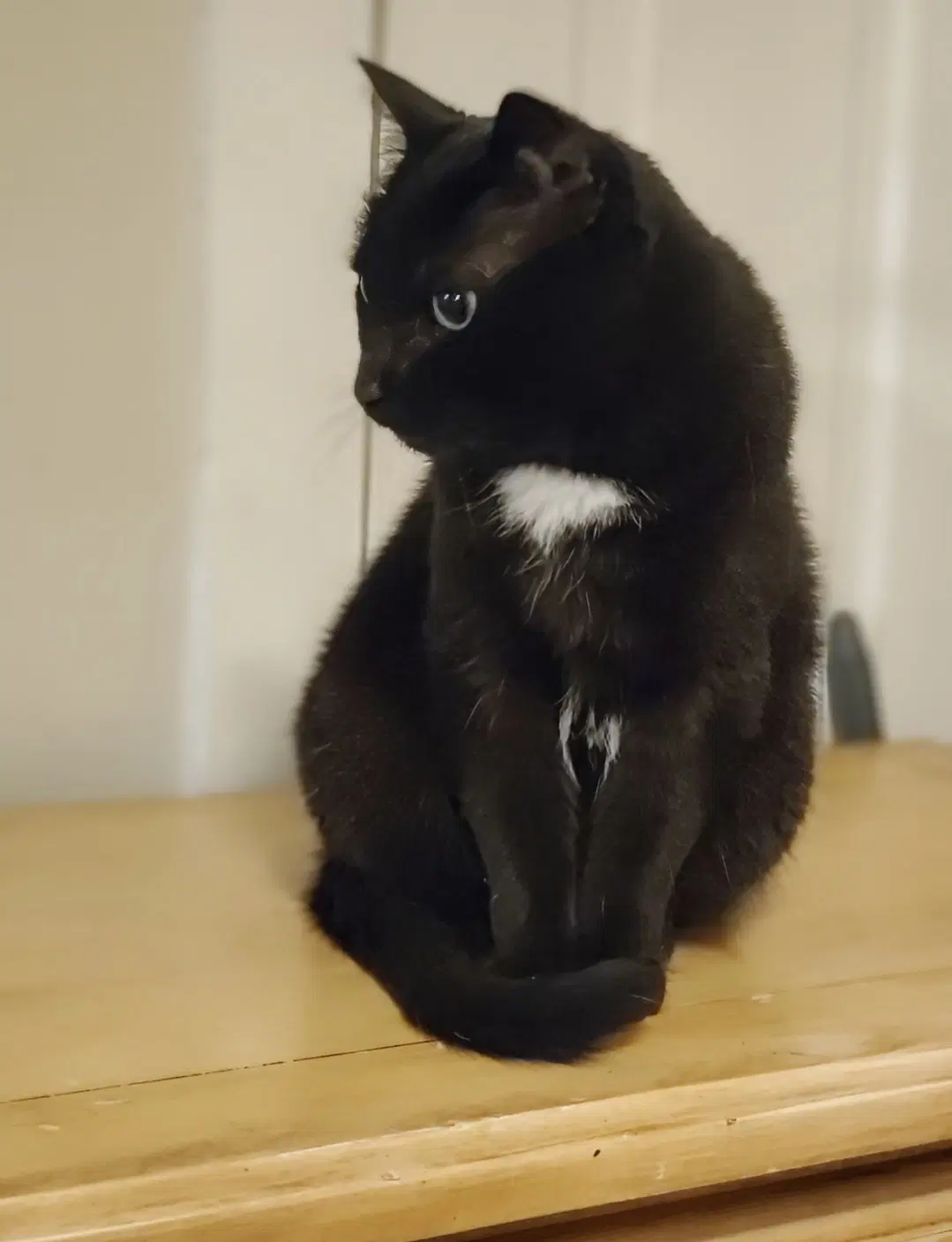 Bagheera - Urgent Needs Home image 3