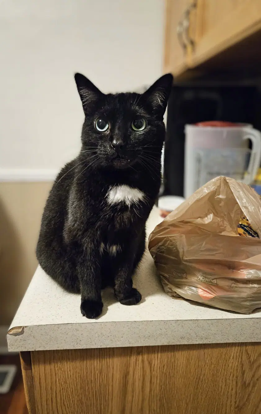 Bagheera - Urgent Needs Home image 2