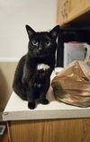 adoptable Cat in  named Bagheera - URGENT! NEEDS HOME!!!