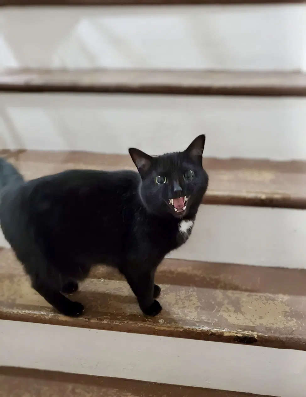 Bagheera - Urgent Needs Home image 4