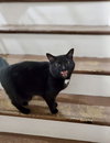 Bagheera - URGENT! NEEDS HOME!!! - Photo 4