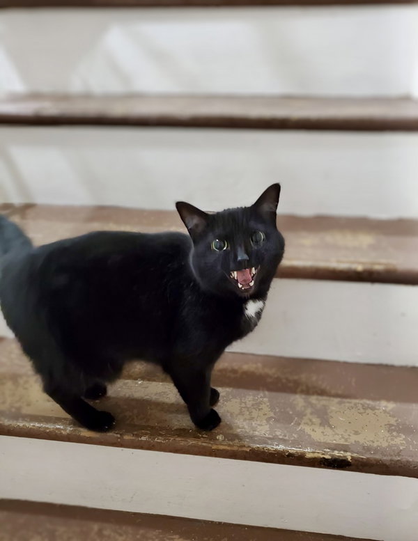 Bagheera - URGENT! NEEDS HOME!!!