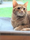 adoptable Cat in Knoxville, TN named Little Bean
