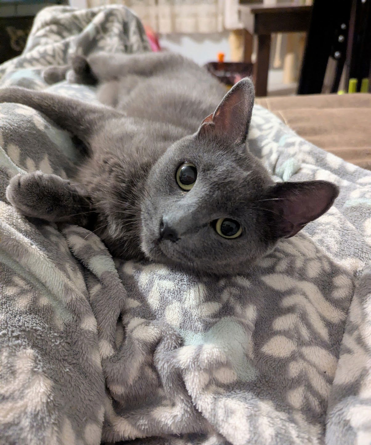 adoptable Cat in Maryville, TN named Victoria