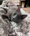 adoptable Cat in  named Victoria