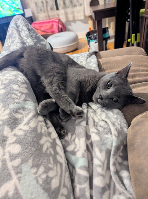 picture of the cat needing adoption