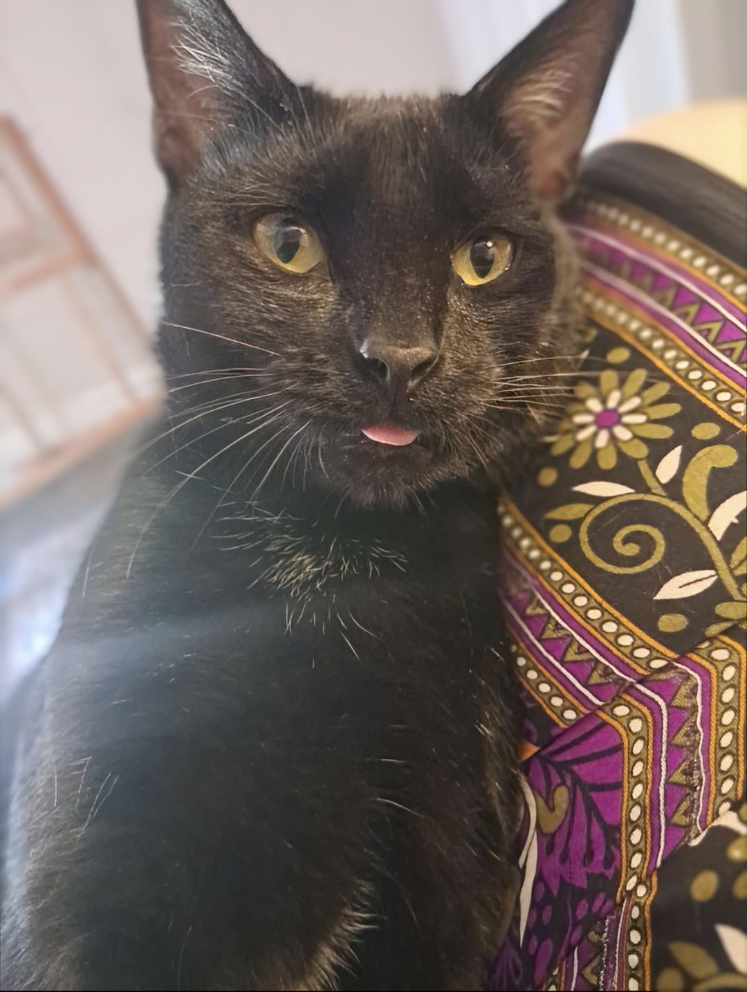 adoptable Cat in Knoxville, TN named Merlin