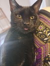 adoptable Cat in Knoxville, TN named Merlin