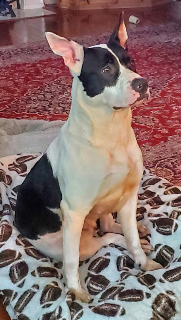 Duchess