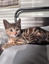 adoptable Cat in  named Blair & Clair