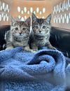 adoptable Cat in  named Clair & Blair