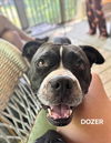 adoptable Dog in  named Dozer - BEYOND URGENT!!!