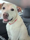 adoptable Dog in  named Tucker