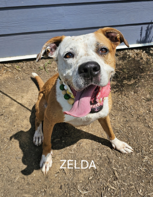 picture of the dog needing adoption