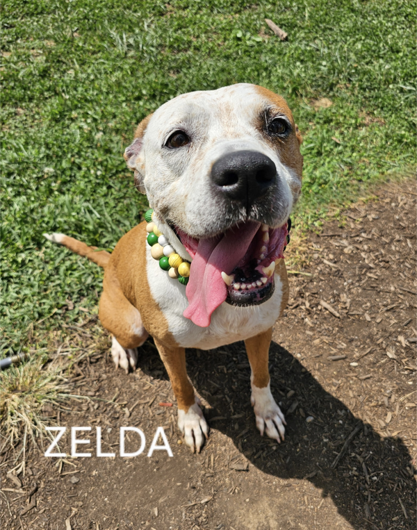 Zelda - BEGGING FOR HOME!