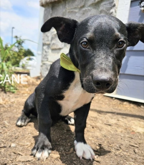 picture of the dog needing adoption