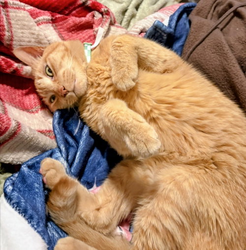 picture of the cat needing adoption
