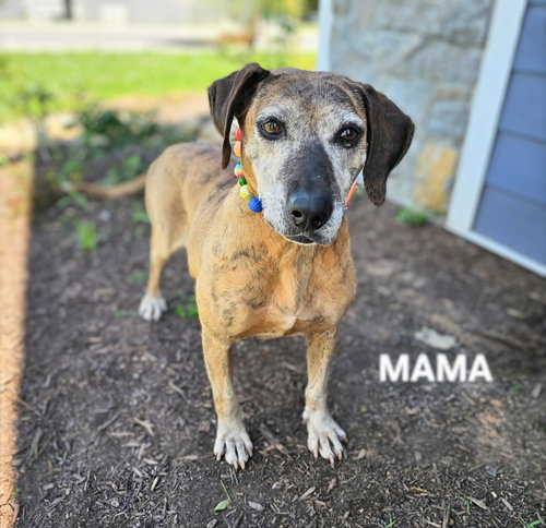 picture of the dog needing adoption