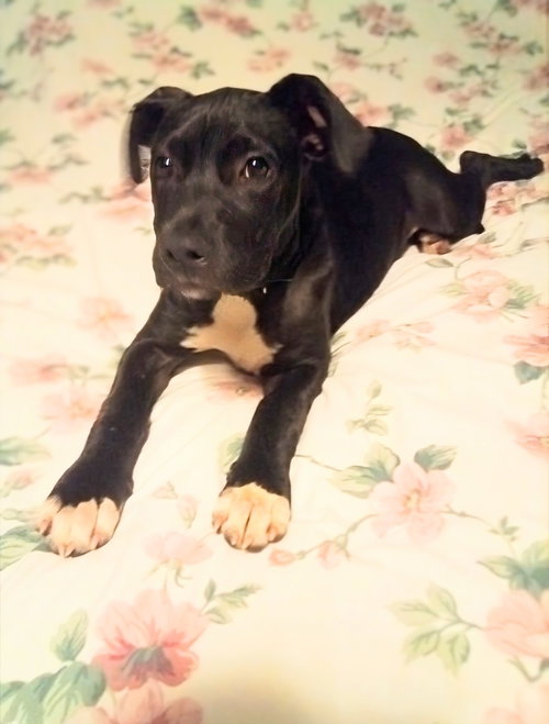 picture of the dog needing adoption