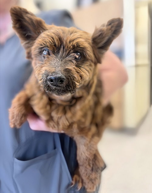 picture of the dog needing adoption