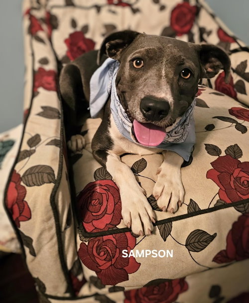 picture of the dog needing adoption