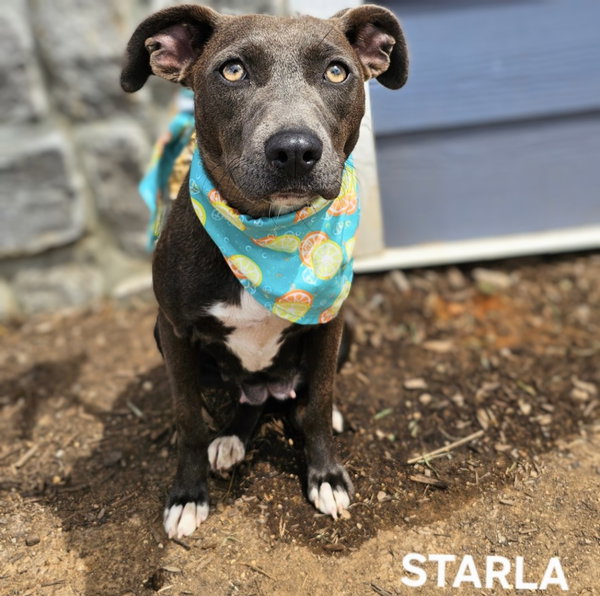Starla