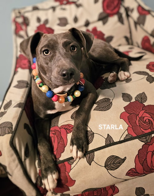 picture of the dog needing adoption