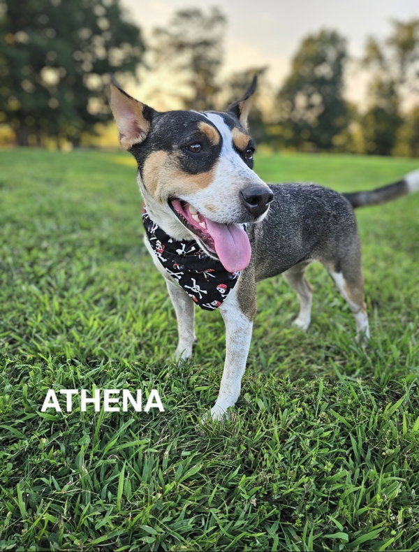Athena