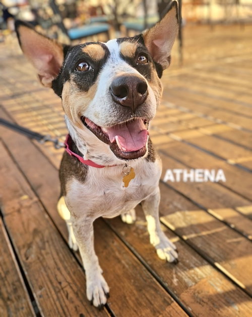 picture of the dog needing adoption
