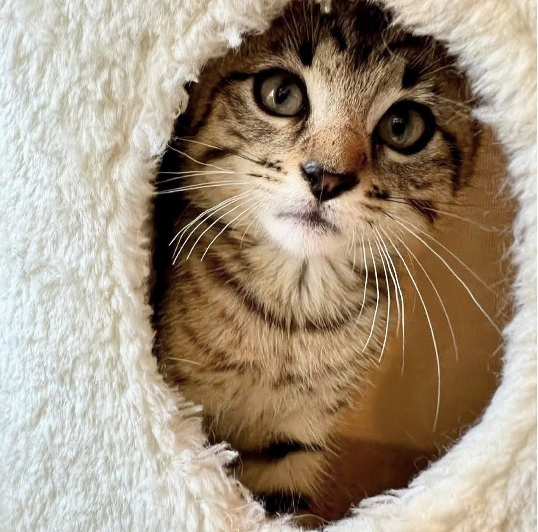 Jasper