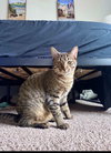 Jasper - Photo 1