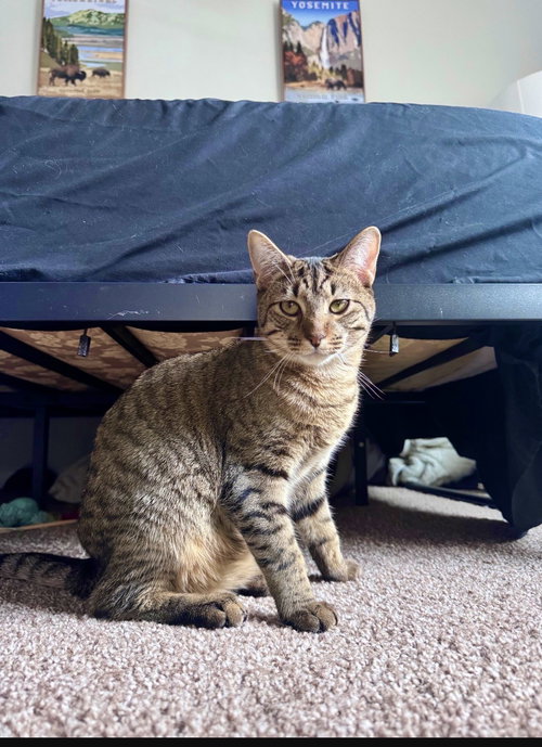 JASPER - Tabby available for adoption