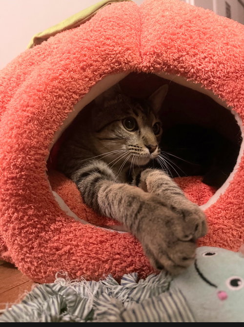JASPER & MICHAEL - Tabby available for adoption