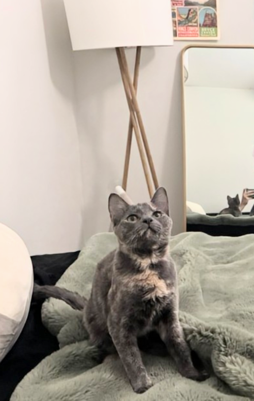 picture of the cat needing adoption