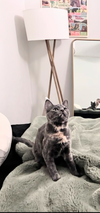 Amber & Flint - Photo 4
