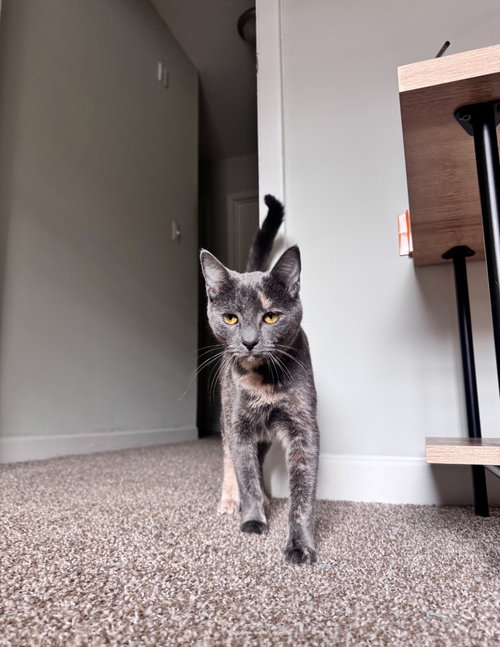 AMBER & FLINT - Dilute Tortoiseshell available for adoption