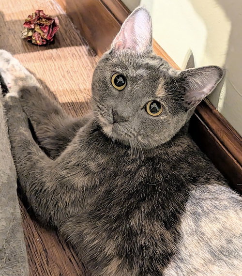 picture of the cat needing adoption