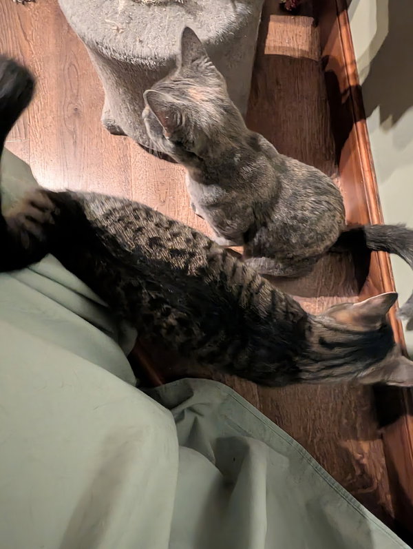 Amber & Flint