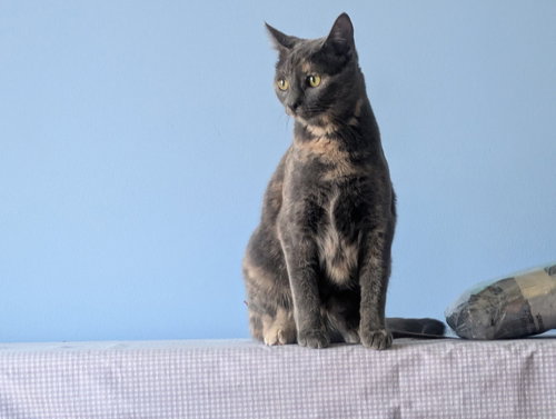 picture of the cat needing adoption